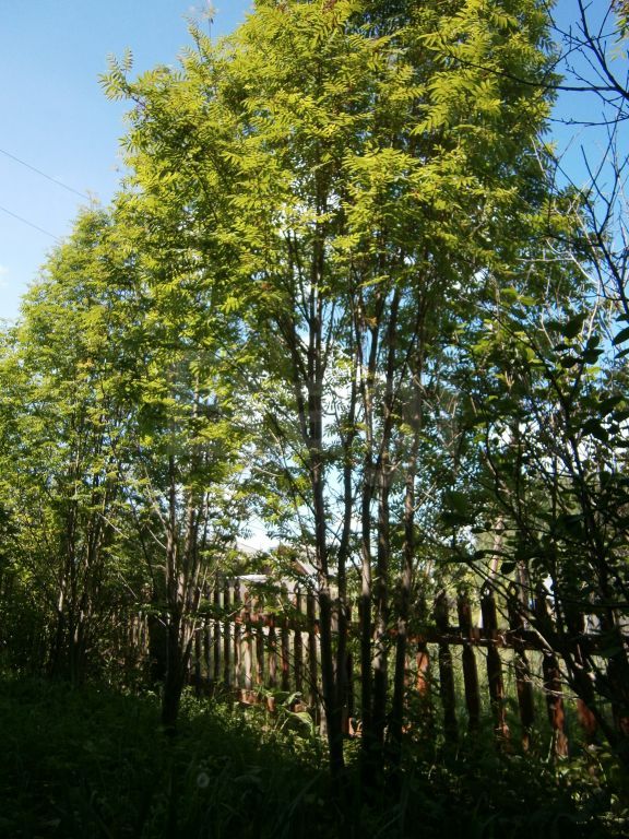 Продажа дома, 52м <sup>2</sup>, 8 сот., Минино, Садовая (Минино пос.) Продажа дома, 52м <sup>2</sup>, 8 сот., Минино, Садовая (Минино пос.)